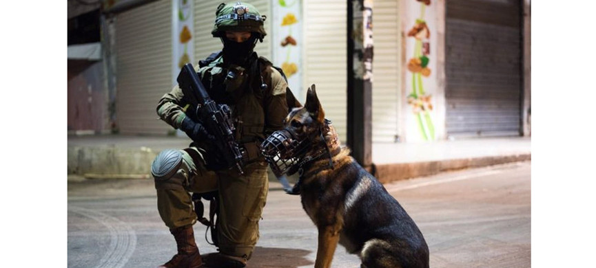 Собаки подразделения Oketz К-9 спасли сотни человек